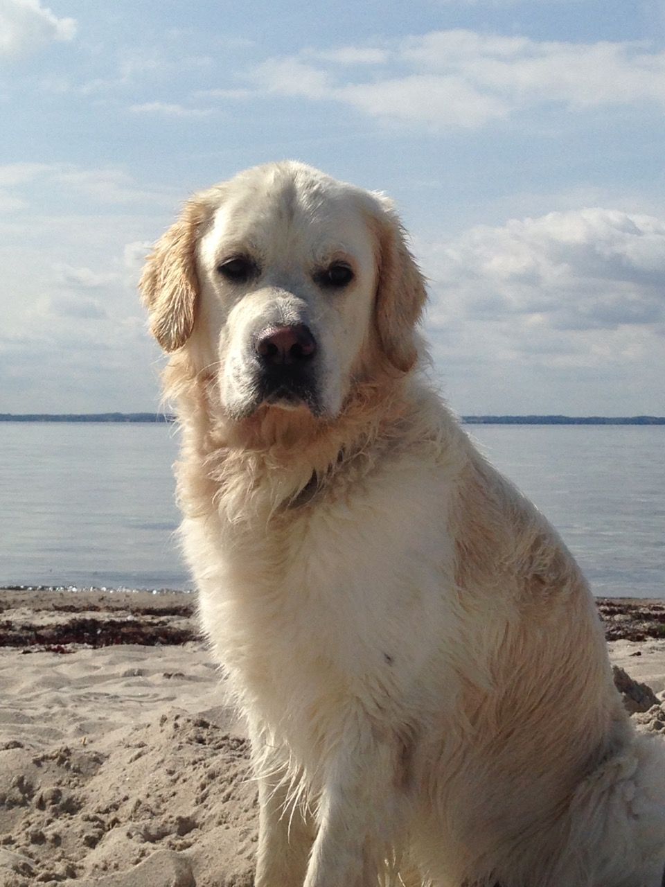 Tamino an der Ostsee, Kegnaes 2017 Tamino an der Ostsee, Kegnaes 2017