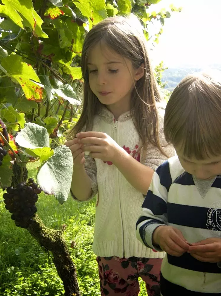 Kinder im Weinberg bei der Weinlese