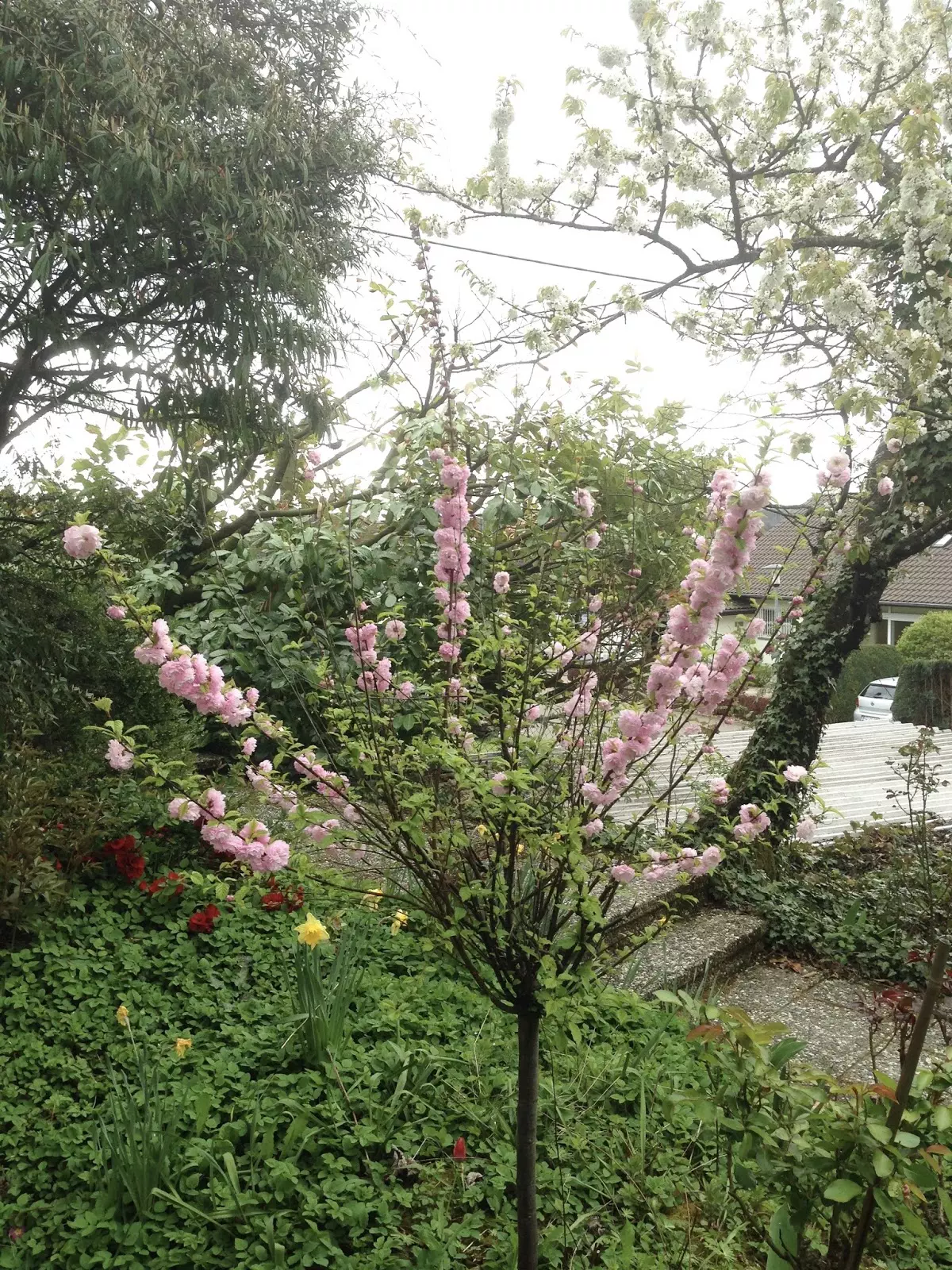 Blühender Mandelbaum vor unserem Haus